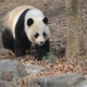 Panda Seo Software